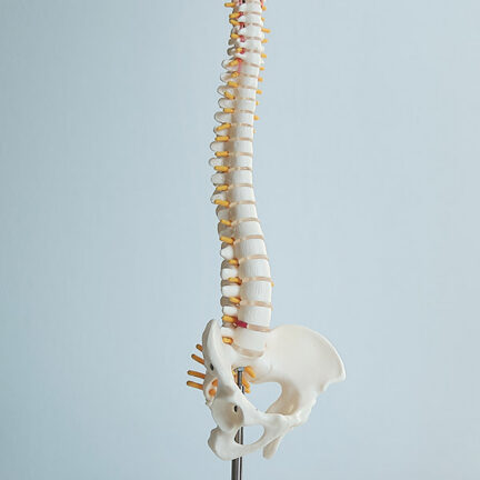 wirbelsäule-sabine-wieser-physiotherapie